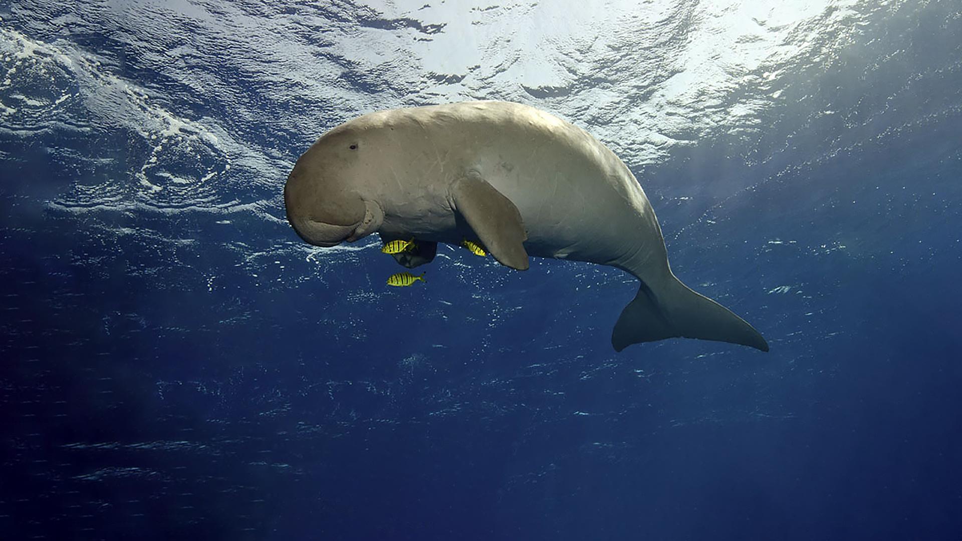 Bazaruto: The Dugong's Land (bazaruto-the-dugongs-land) Познавательное