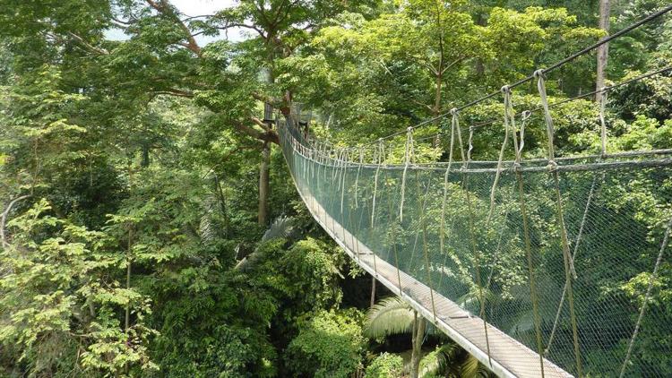 Постер Les forêts oubliées de Malaisie