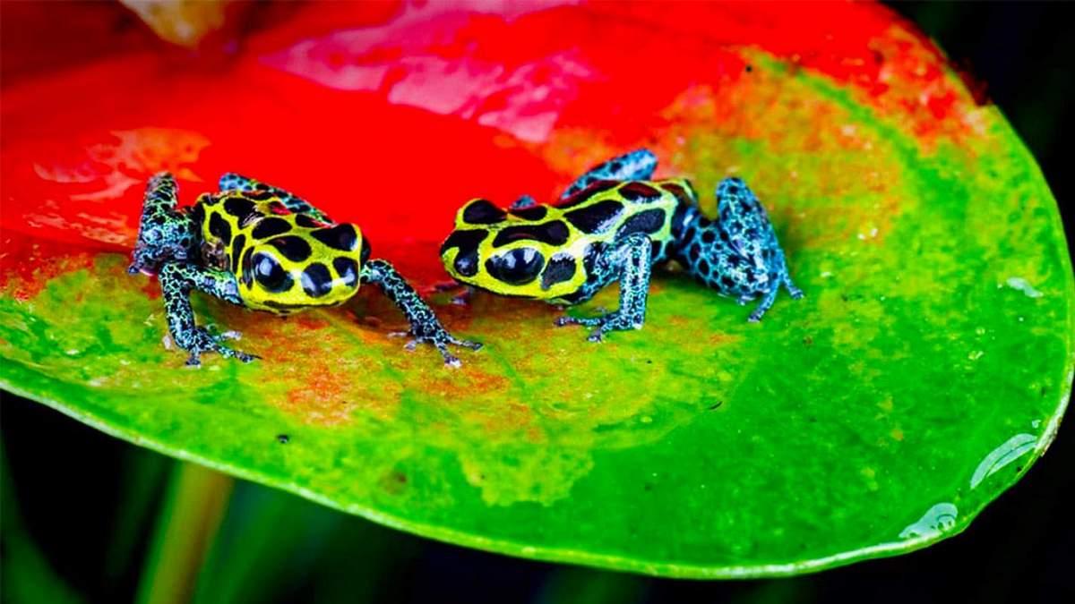 Нетронутые уголки дикой природы (netronutye-ugolki-dikoj-prirody) Документальный сериал