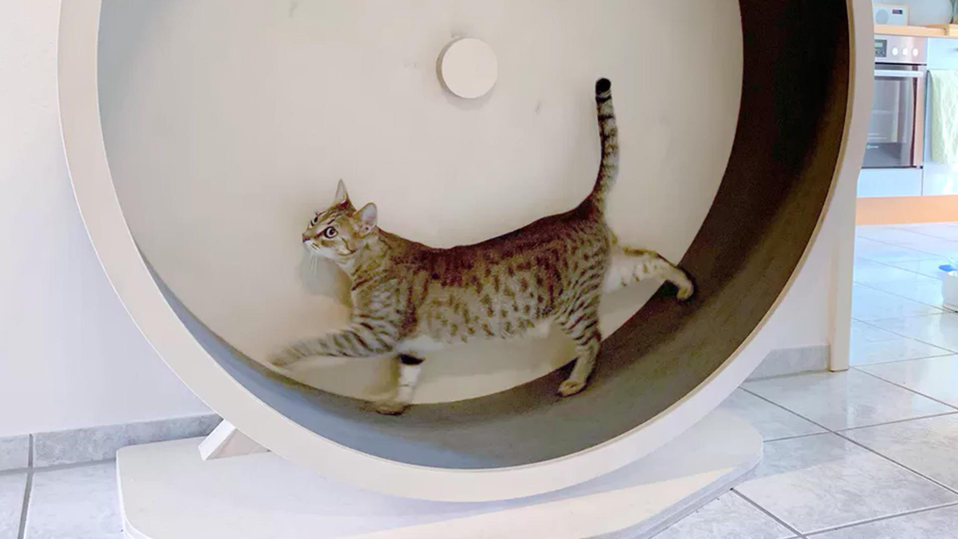 Das geheime Wesen der Katzen (das-geheime-wesen-der-katzen) Досуг, хобби