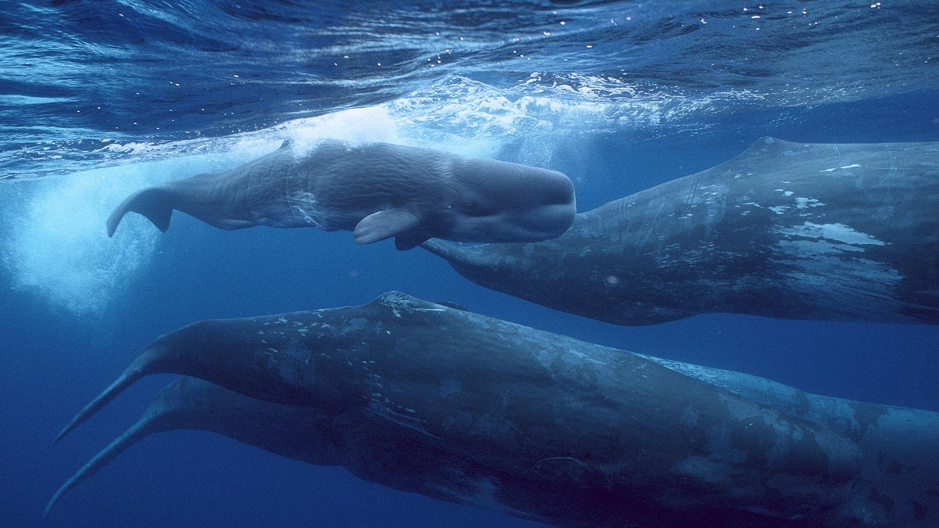 Глубоководные гиганты (glubokovodnye-giganty) Документальный фильм