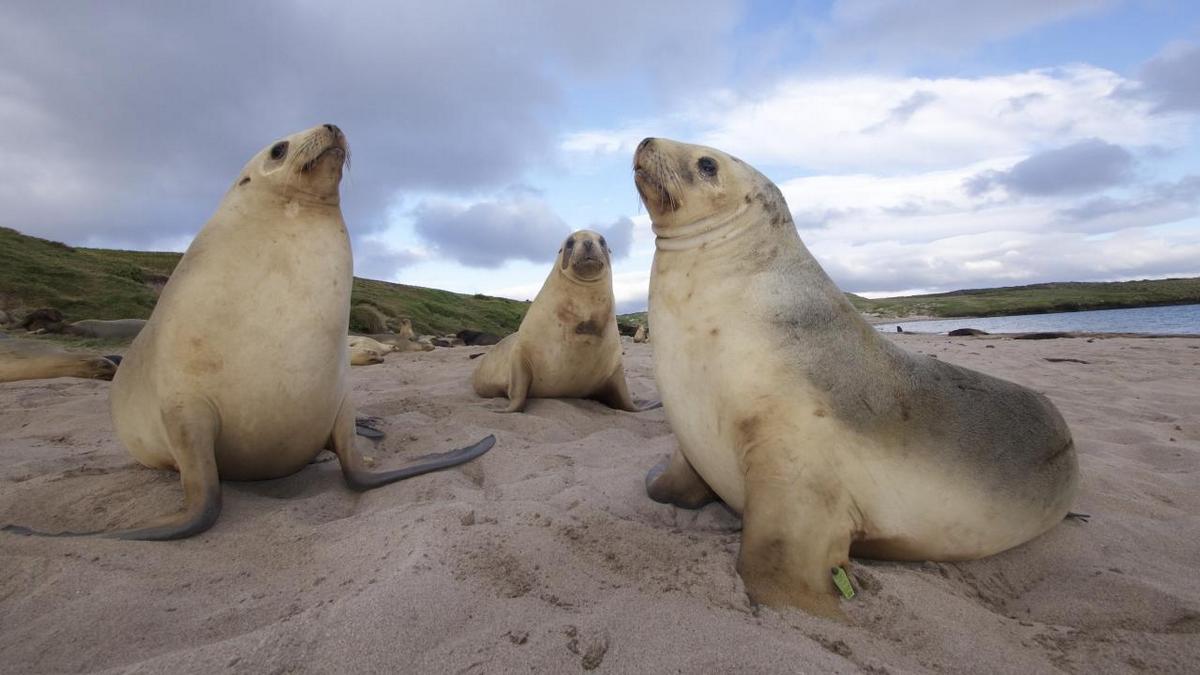 Дикие острова (dikie-ostrova) Документальный фильм