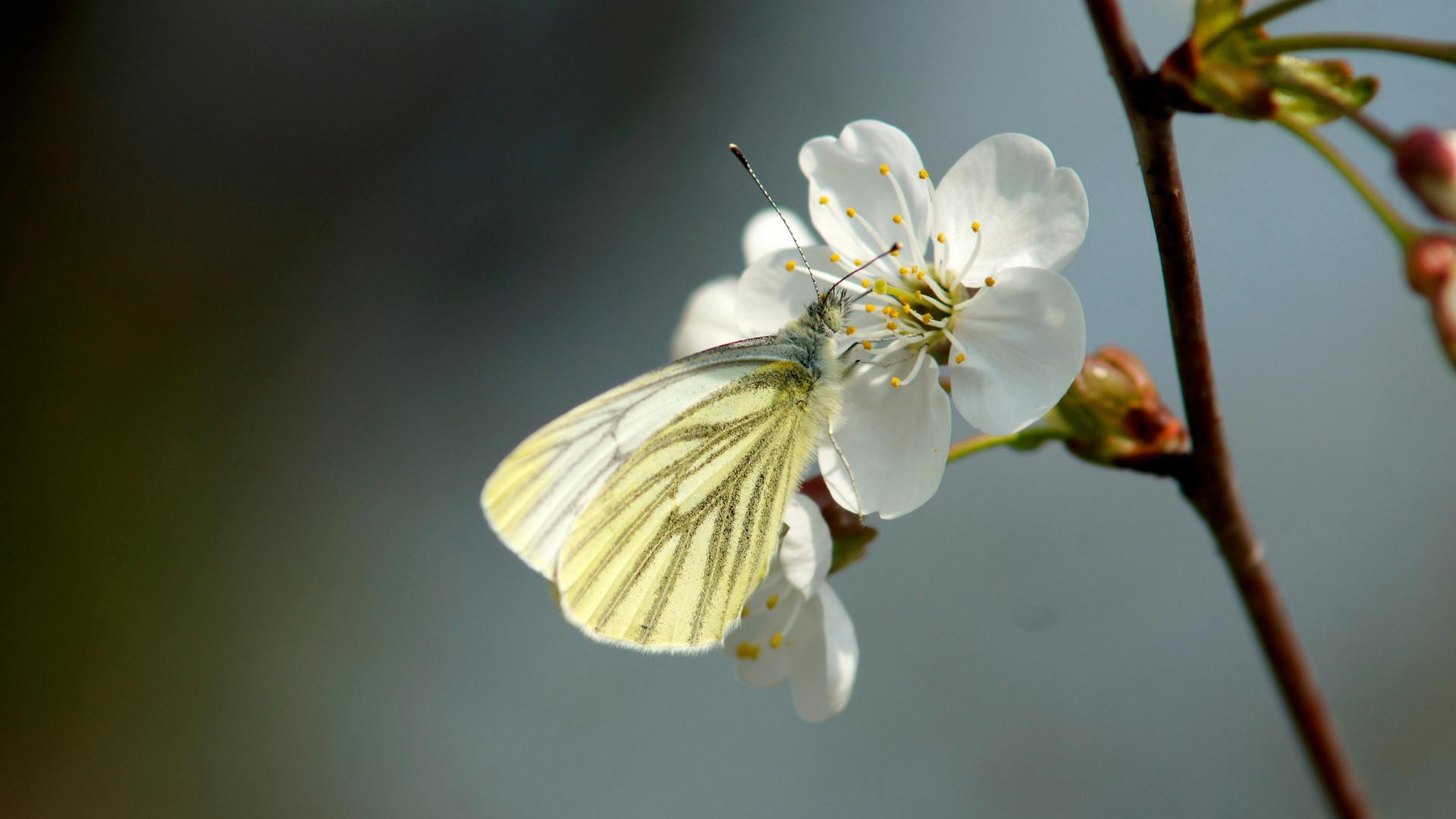 Место под солнцем. Бабочки (mesto-pod-solntsem-babochki) Документальный фильм