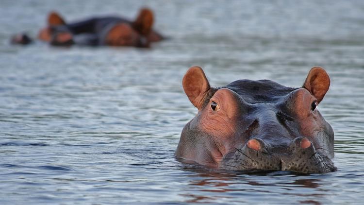 Постер Hippopotames, les architectes de l'Okavango