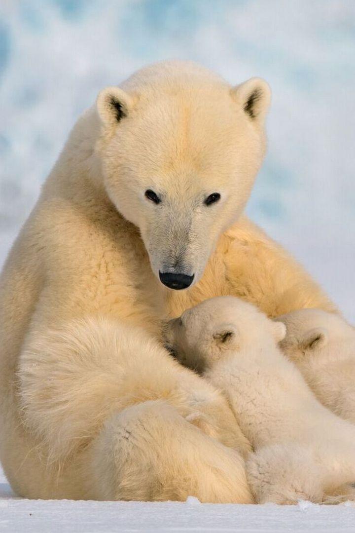 Le grand voyage des ours blancs (le-grand-voyage-des-ours-blancs) Документальный фильм