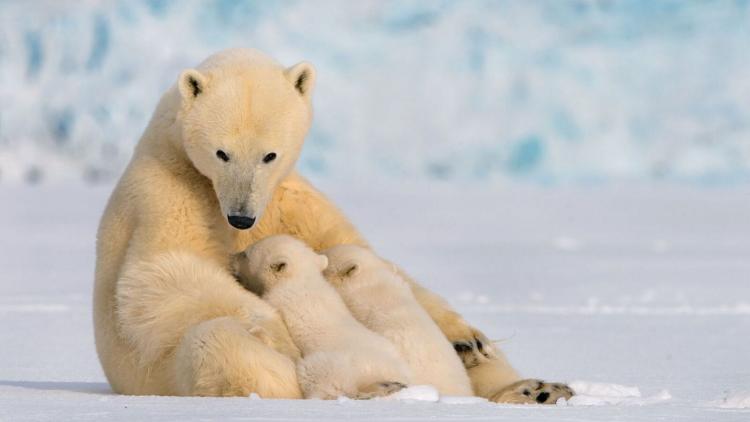 Постер Le grand voyage des ours blancs