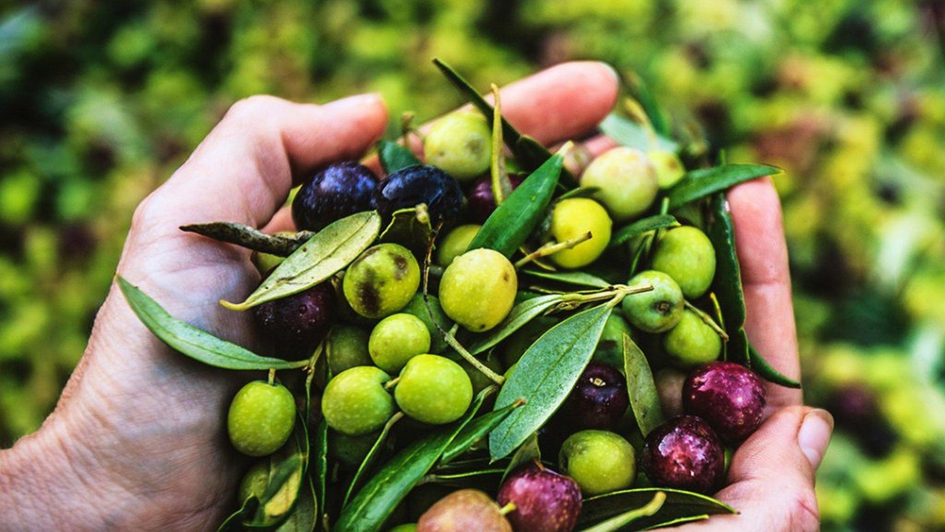 L'olive, un ver dans le fruit ? (lolive-un-ver-dans-le-fruit) Документальный фильм
