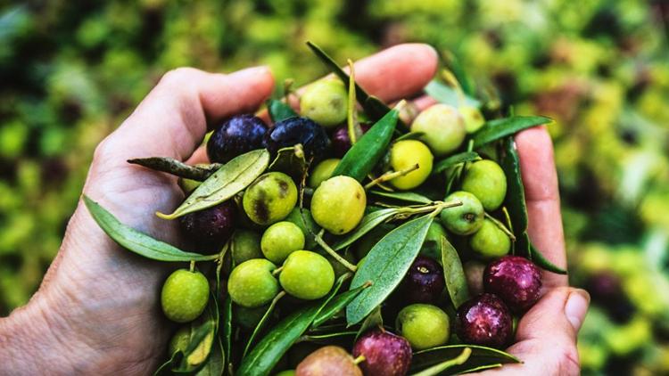 Постер L'olive, un ver dans le fruit ?