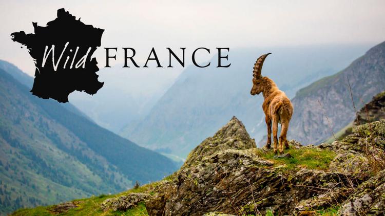 Постер Wild France