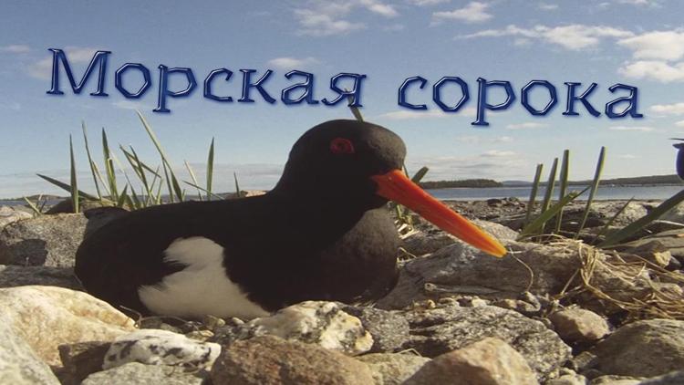 Постер Морская сорока