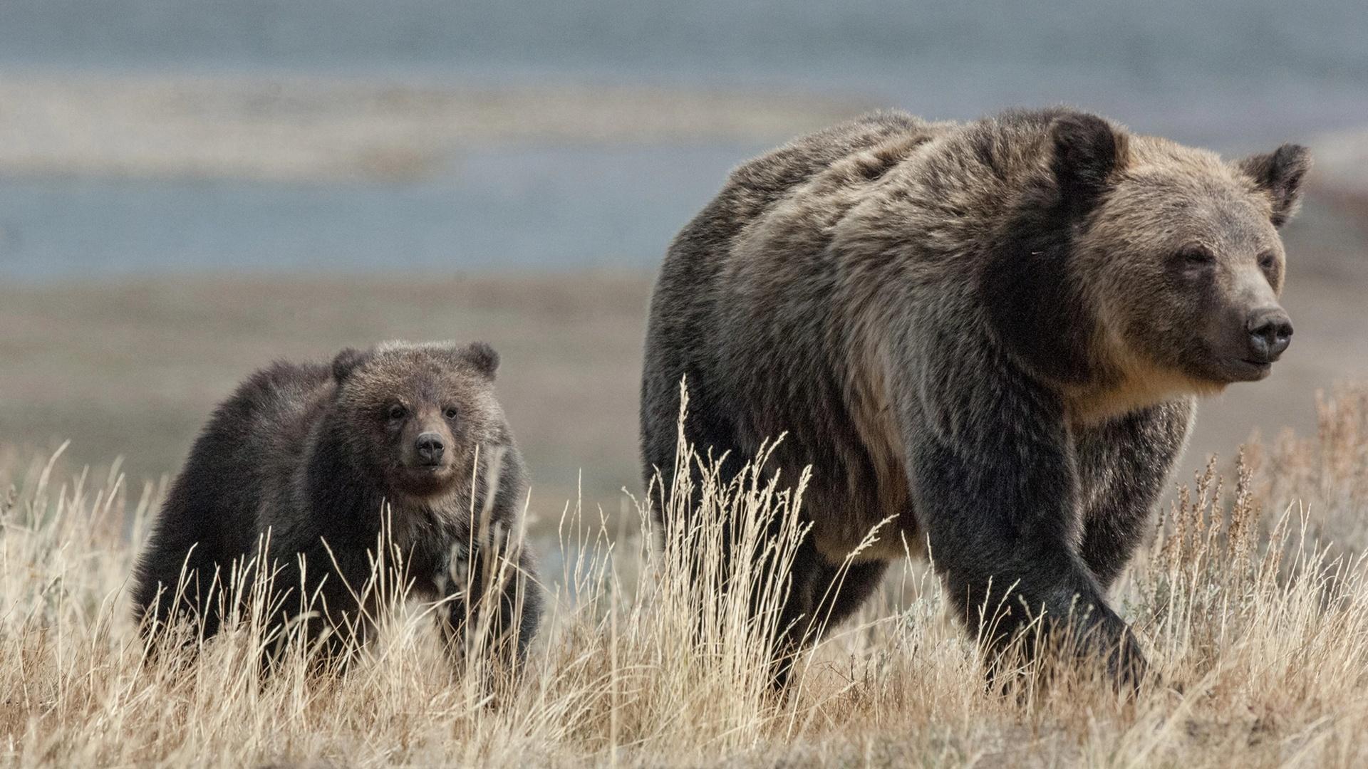 10 самых смертоносных животных: Deadly Encounters (10-samyh-smertonosnyh-zhivotnyh-deadly-encounters) Документальный фильм