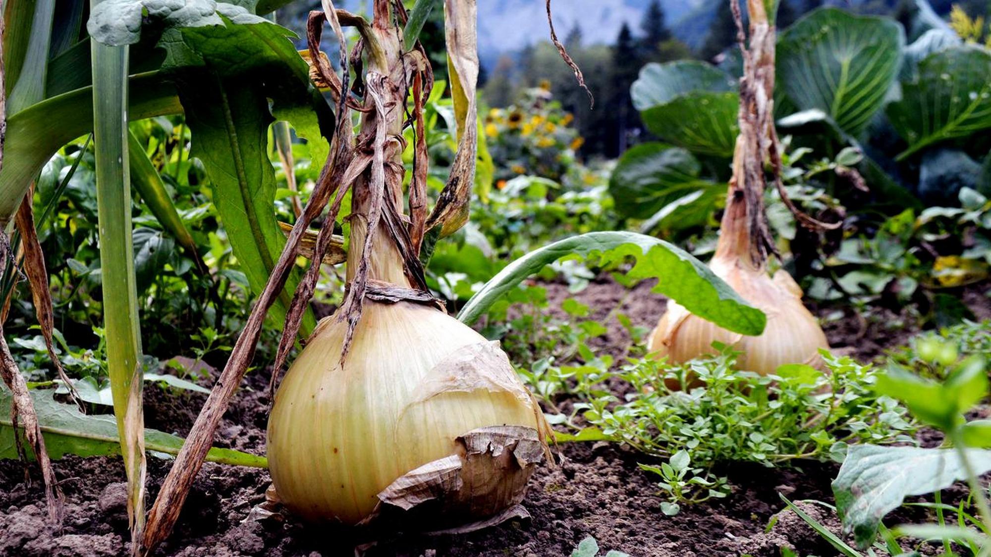 Grünes Glück-Gartenkultur in Vorarlberg (grnes-glck-gartenkultur-in-vorarlberg) Документальный фильм