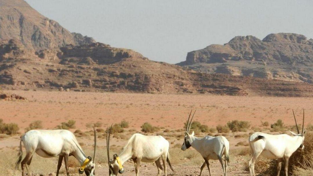 Спасенные от вымирания (spasennye-ot-vymiranija) Документальный сериал