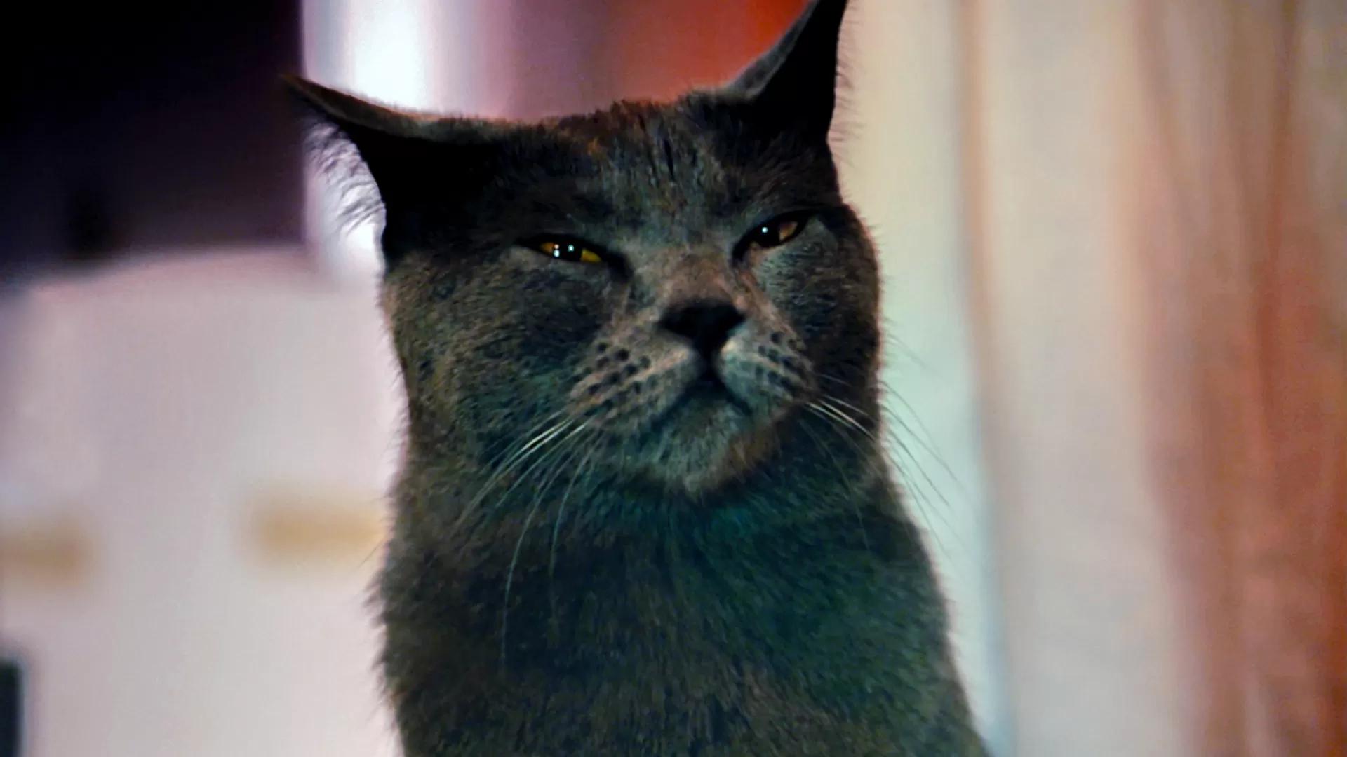 Le chat d'à côté (le-chat-d-ct) Фильм 2020