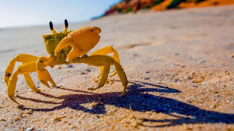 Постер Au coeur de l'Australie sauvage