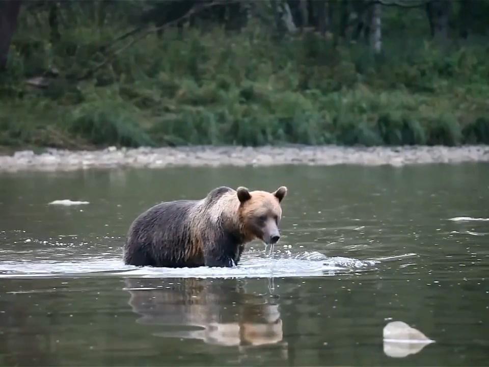 Волчьи горы (volchi-gory) Документальный фильм