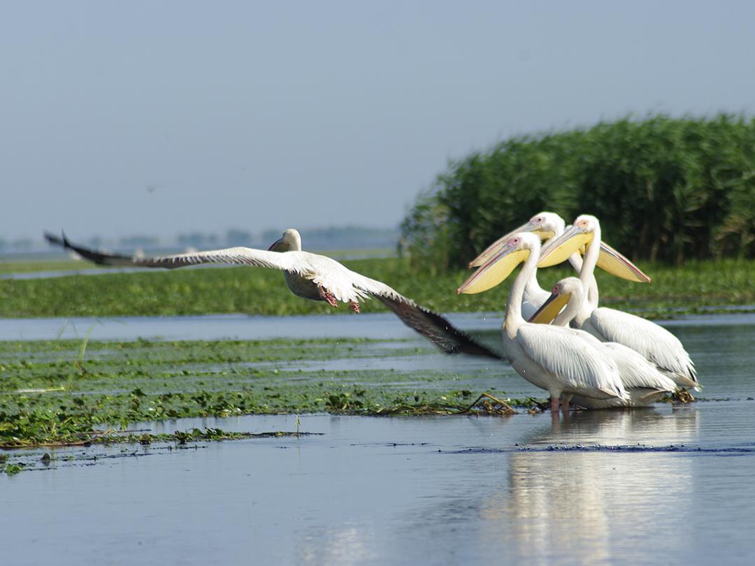 Дунай: европейская Амазонка (dunaj-evropejskaja-amazonka) Документальный сериал