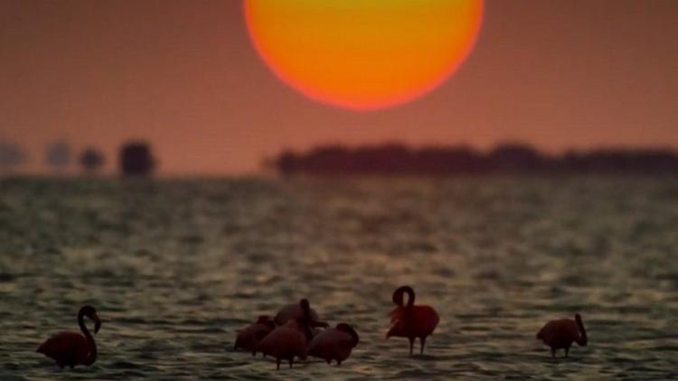 Постер Les secrets de la mangrove