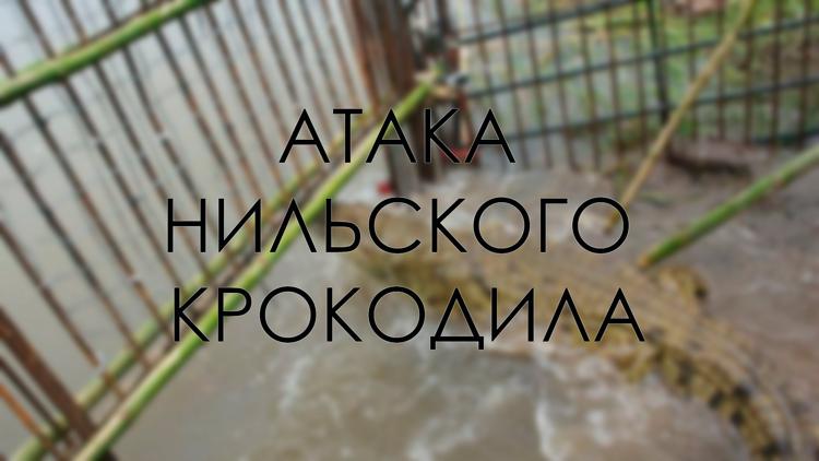 Постер Атака нильского крокодила