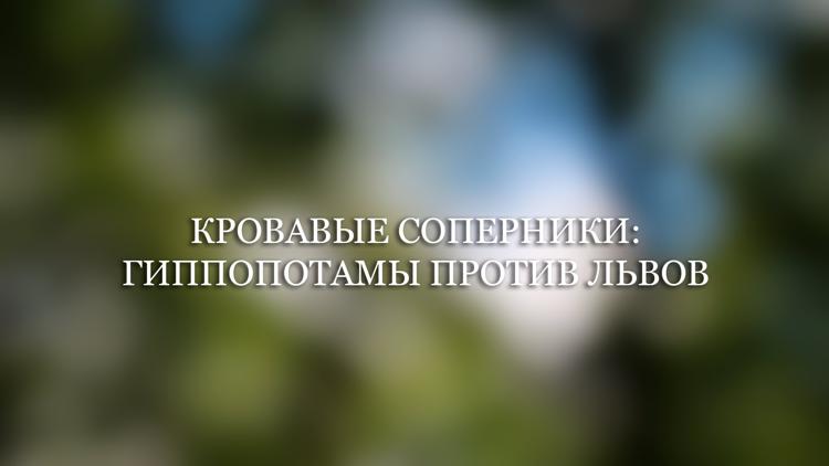 Постер Кровавые соперники: гиппопотамы против львов