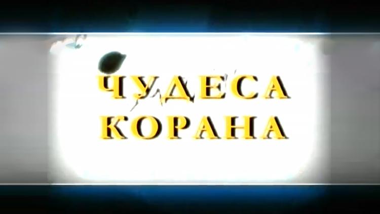 Постер Чудеса Корана