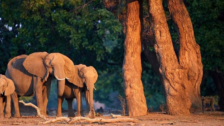 Постер Les sauveurs des animaux sauvages