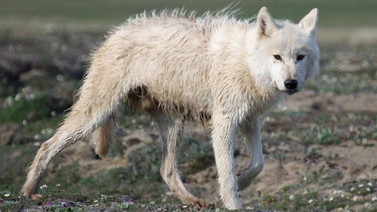 Постер Canada : les lumières de l'Arctique