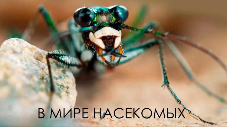 Постер В мире насекомых