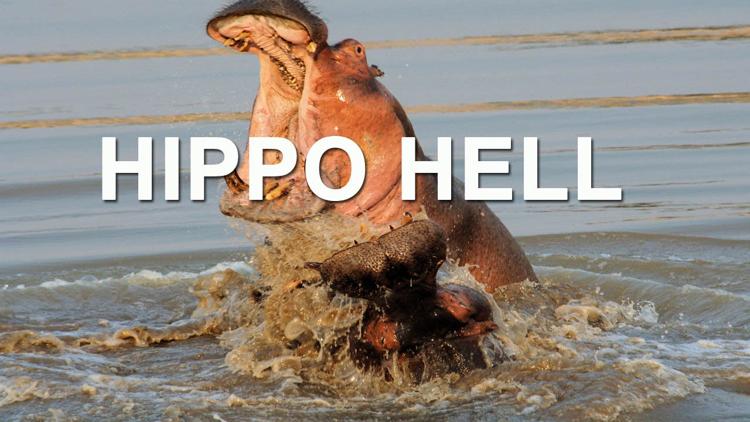 Постер Hippo Hell