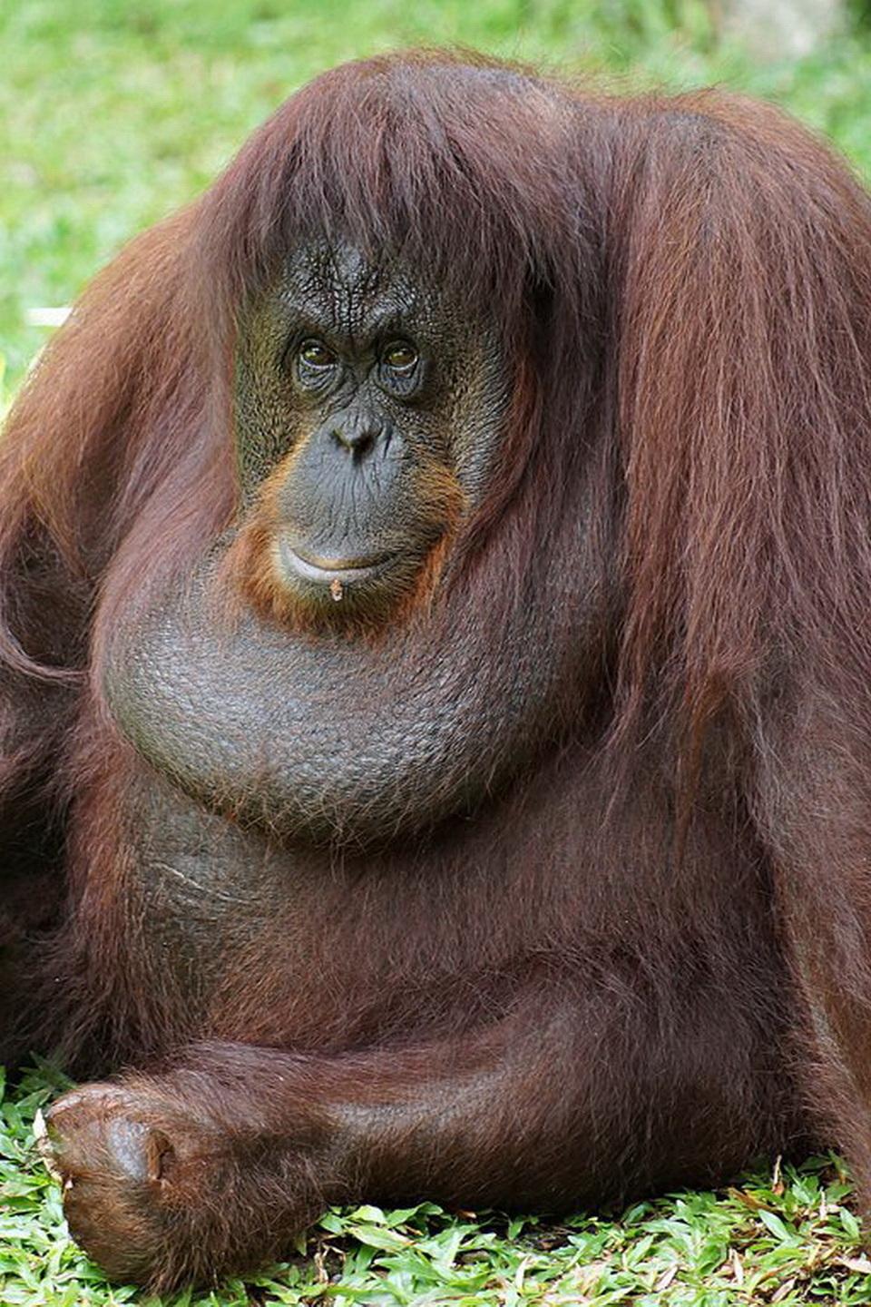 Школа орангутанов (shkola-orangutanov) Документальный сериал