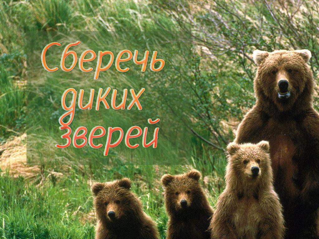 Сберечь диких зверей (sberech-dikih-zverej) Документальный фильм