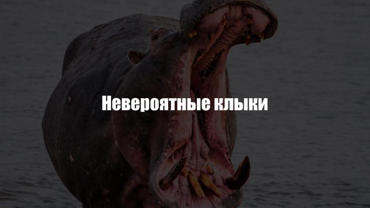 Постер Невероятные клыки