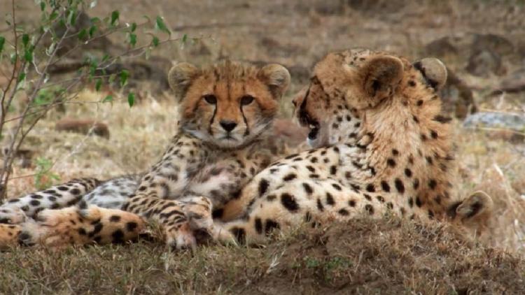 Постер Man Among Cheetahs