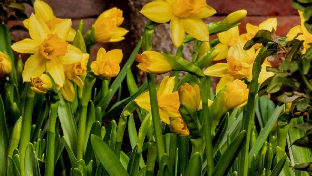 Un jardin au printemps (un-jardin-au-printemps) Документальный фильм