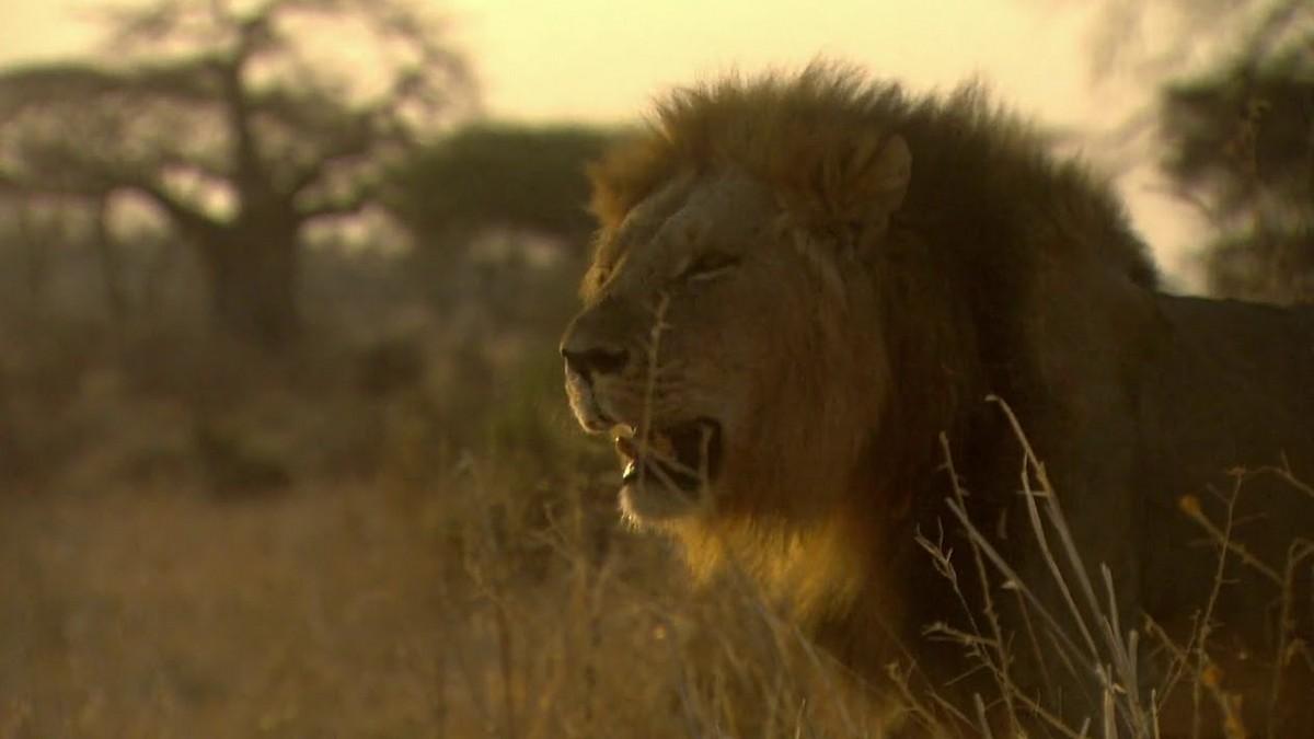 The Lion Rules - Death In The Glade (the-lion-rules-death-in-the-glade) Документальный фильм