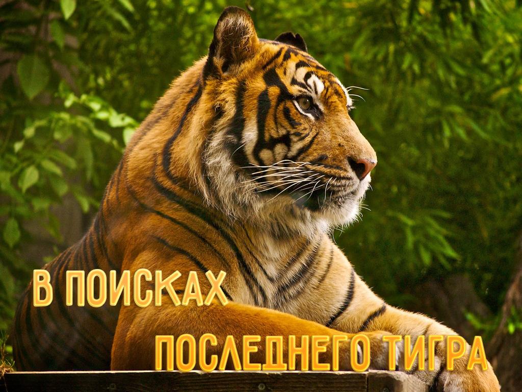 В поисках последнего тигра (v-poiskah-poslednego-tigra) Документальный сериал