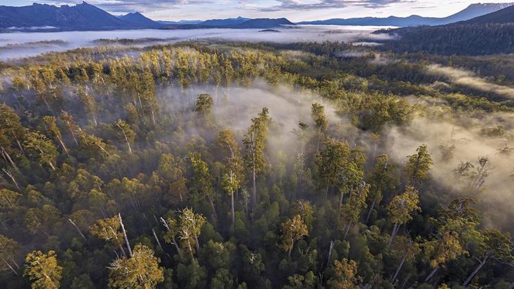 Постер A la reconquête des forêts