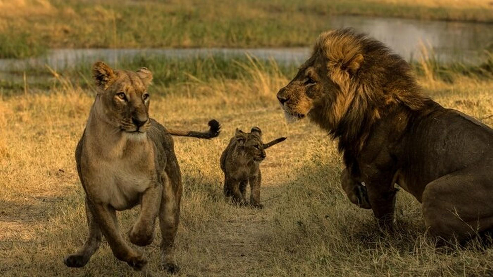 Les lions du Botswana : Survivre dans la savane (les-lions-du-botswana-survivre-dans-la-savane) Познавательное