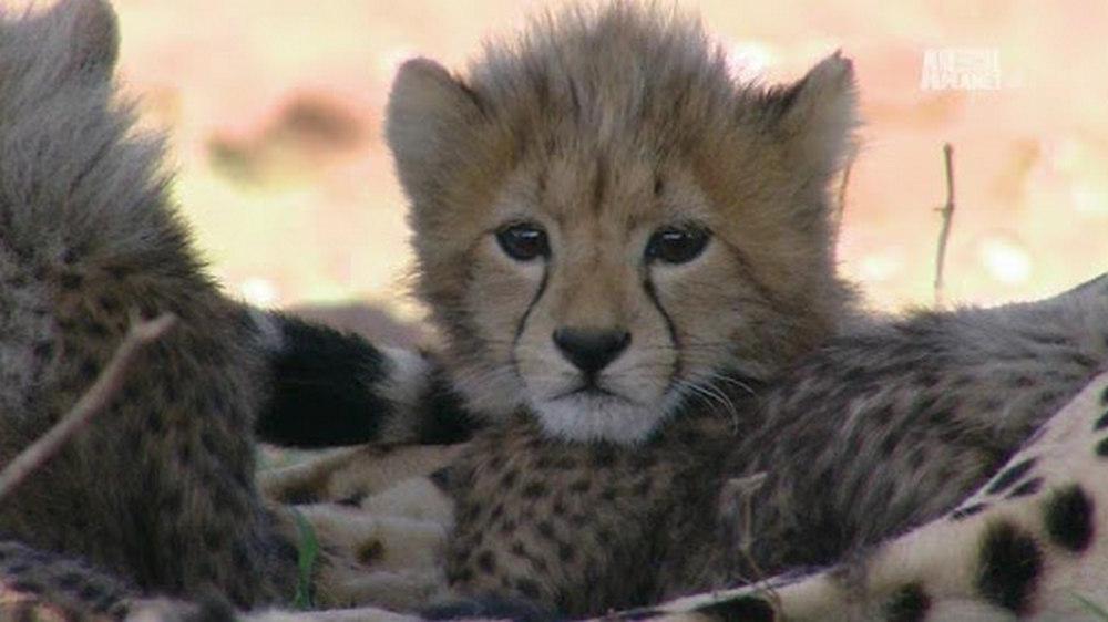 Гепард: борьба за признание (gepard-borba-za-priznanie) Документальный фильм