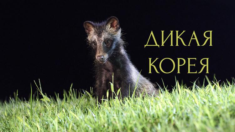 Постер Дикая Корея