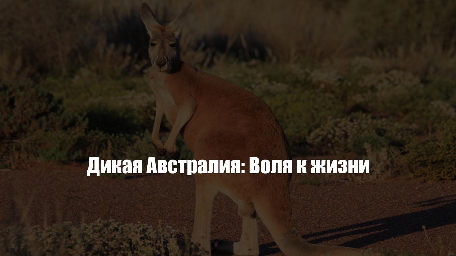 Дикая Австралия: Воля к жизни (dikaja-avstralija-volja-k-zhizni) Документальный фильм