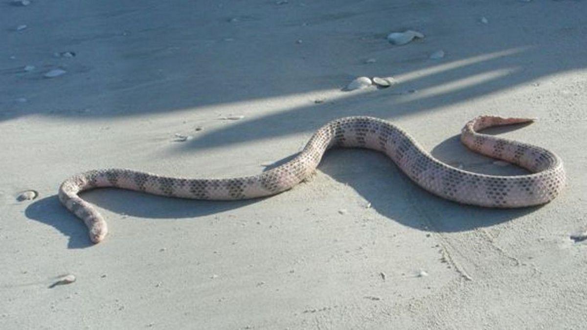 72 самых опасных животных Австралии (72-samyh-opasnyh-zhivotnyh-avstralii) Документальный сериал