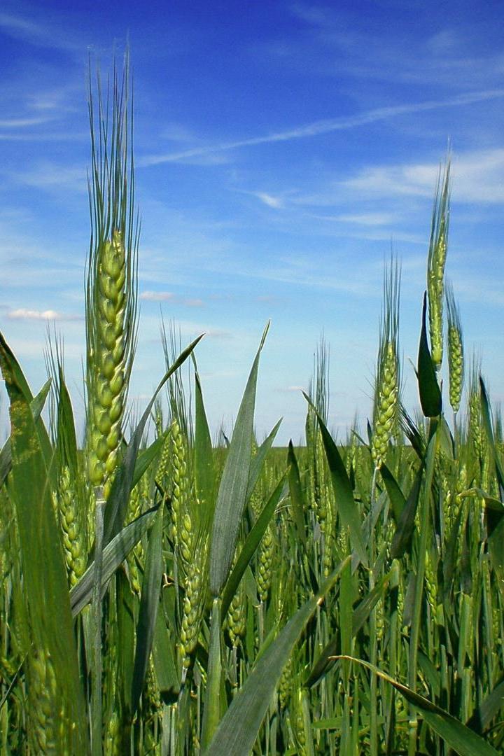 Уральский агроном (uralskij-agronom) Документальный фильм