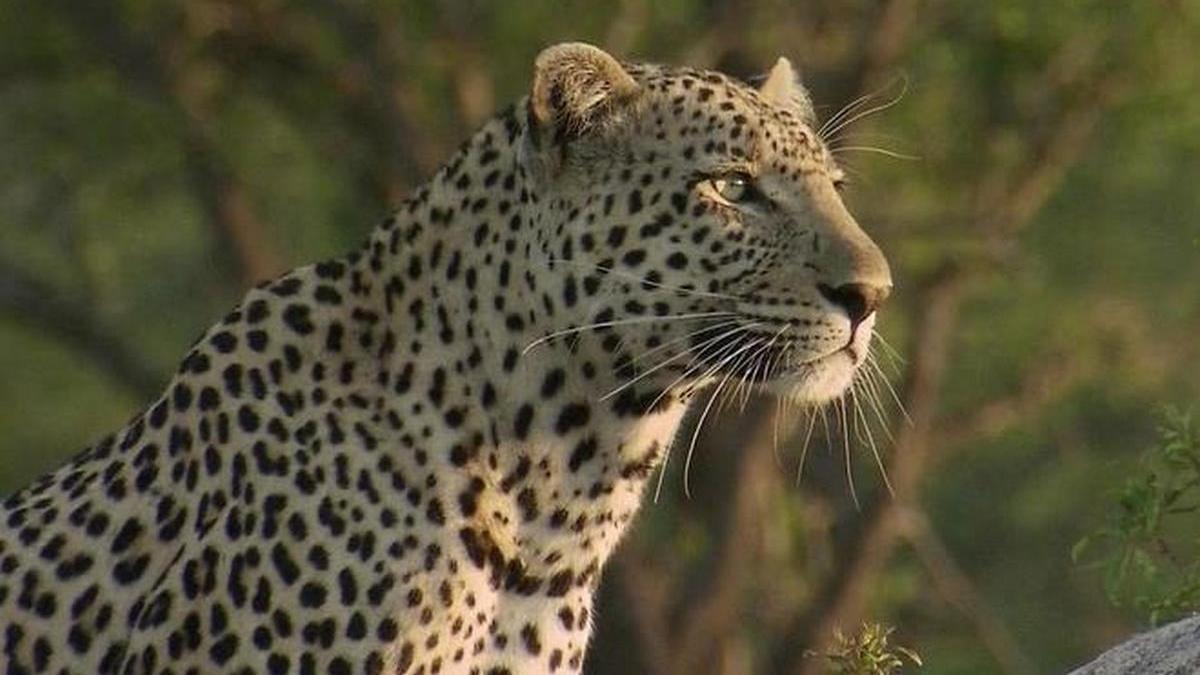 Бойцовский клуб для леопарда (bojtsovskij-klub-dlja-leoparda) Документальный фильм