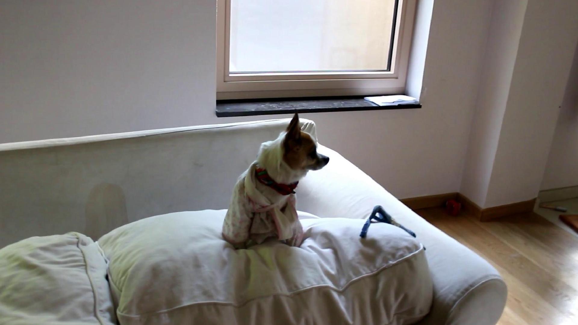 Secret Life of Dogs (secret-life-of-dogs) Документальный сериал