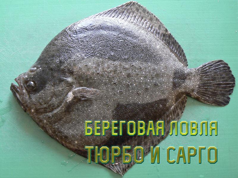 Береговая ловля тюрбо и сарго (beregovaja-lovlja-tjurbo-i-sargo) Документальный фильм