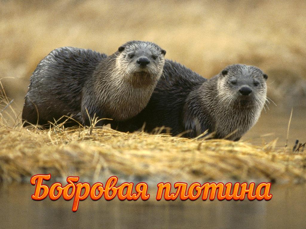 Бобровая плотина (bobrovaja-plotina) Документальный фильм