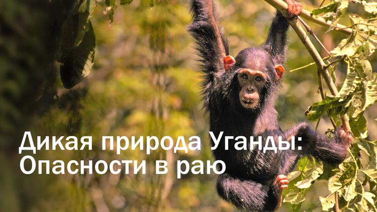 Постер Дикая природа Уганды: Опасности в раю