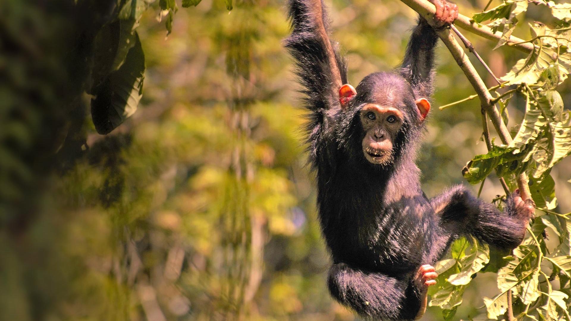 Дикая природа Уганды: Опасности в раю (dikaja-priroda-ugandy-opasnosti-v-raju) Документальный фильм