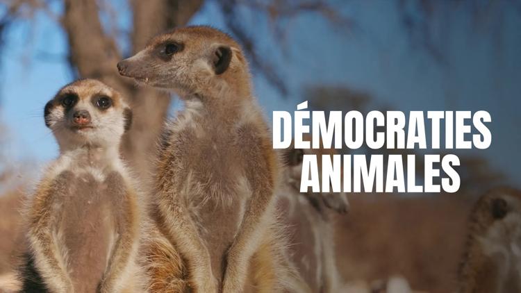 Постер Démocraties animales